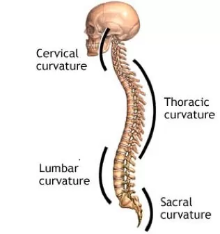 Effects of Poor Posture