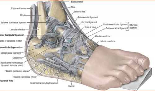 Ankle Anatomy Explained